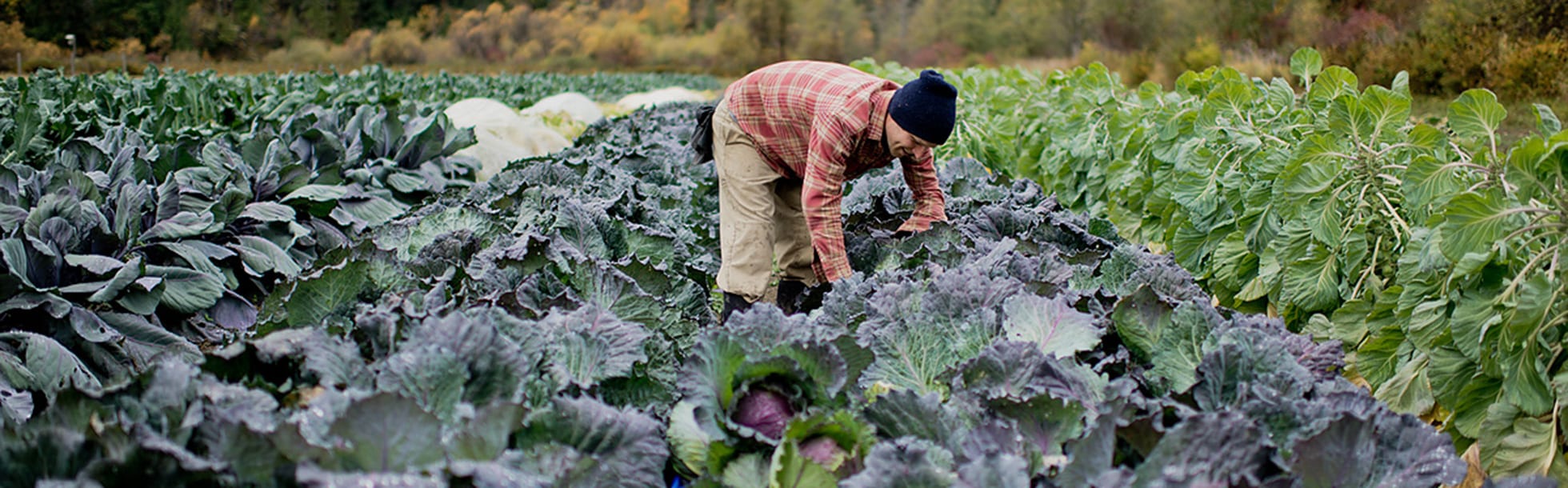 Ice Cap Organics | Certified Organic Farm | Pemberton BC