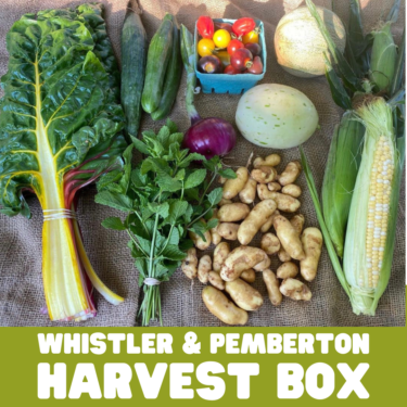 Fresh organic vegetables in a CSA harvest box from Ice Cap Organics farm in Pemberton, featuring seasonal produce delivered weekly to Whistler and Pemberton homes