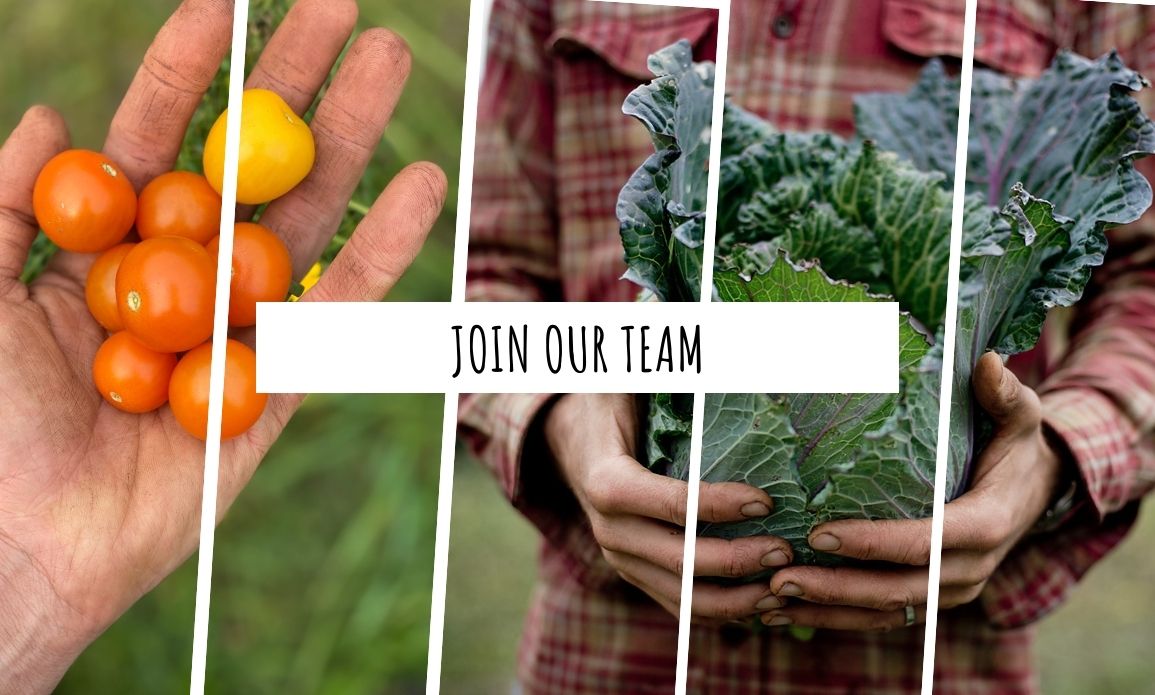 Hands holding fresh cherry tomatoes and leafy cabbage harvested at Ice Cap Organics farm in Pemberton BC, with text reading Join Our Team