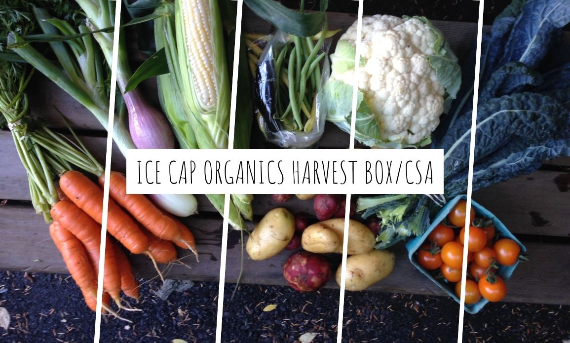 Overhead view of an Ice Cap Organics weekly CSA harvest box filled with fresh certified organic vegetables including kale, tomatoes, corn, potatoes, greens and squash from Pemberton BC