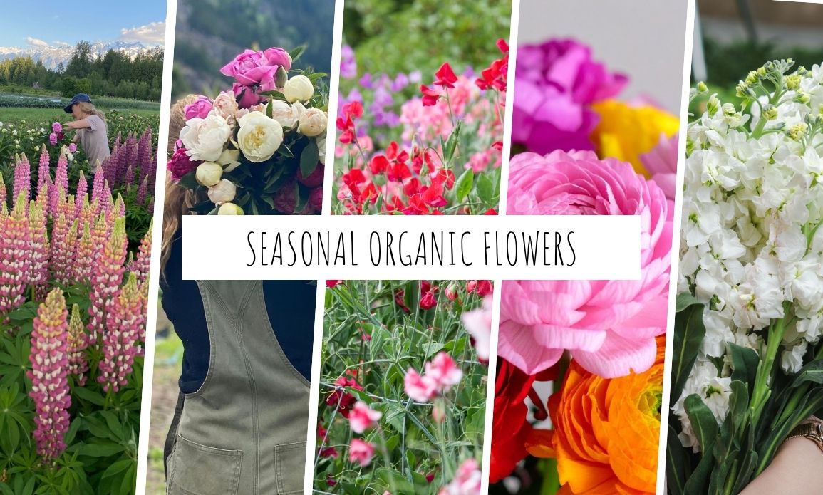 Collage of seasonal organic flowers grown at Ice Cap Organics in Pemberton BC including lupins, peonies, sweet peas, ranunculus and stock with text reading Seasonal Organic Flowers