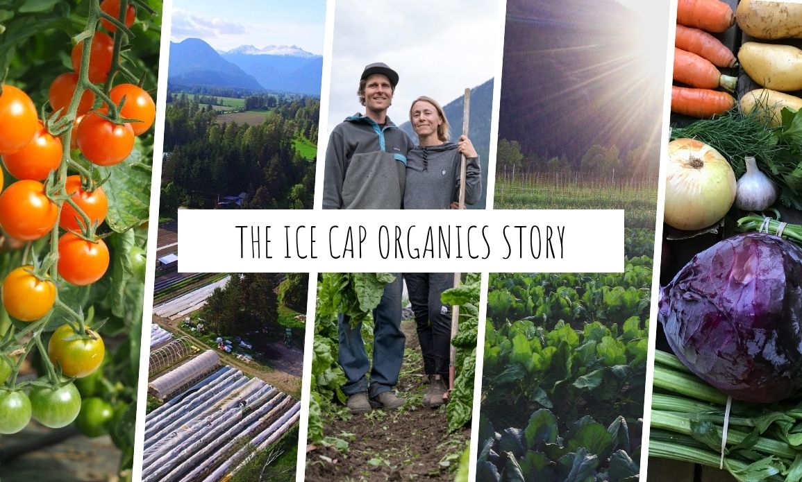 Collage showing Delaney and Alisha the owners of Ice Cap Organics standing in their vegetable fields in Pemberton BC, surrounded by images of cherry tomatoes, the Pemberton Valley, farm fields, beets and fresh vegetables, with text reading The Ice Cap Organics Story