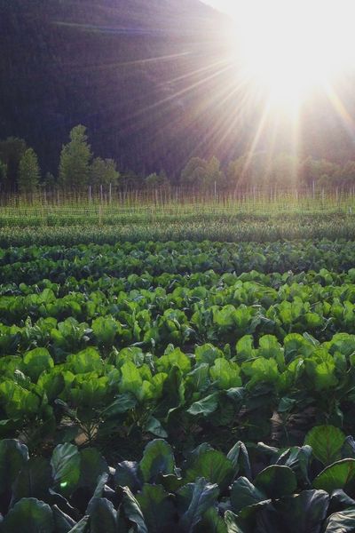Ice Cap Organics certified organic vegetable farm in Pemberton Meadows BC a glow to a backdrop of beautiful filtered morning light