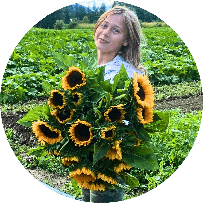 Child holding a large bouquet of fresh sunflowers in front of vegetable crop rows at Ice Cap Organics farm in Pemberton BC
