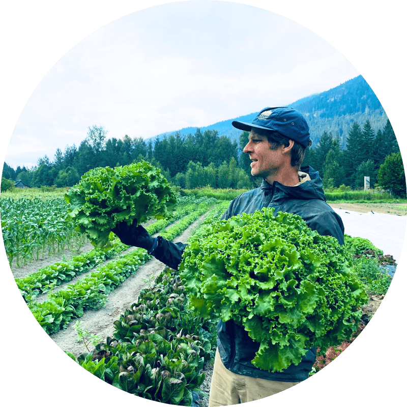 Delaney holding freshly harvested organic lettuce heads in the vegetable fields at Ice Cap Organics farm in Pemberton BC with mountains in the background