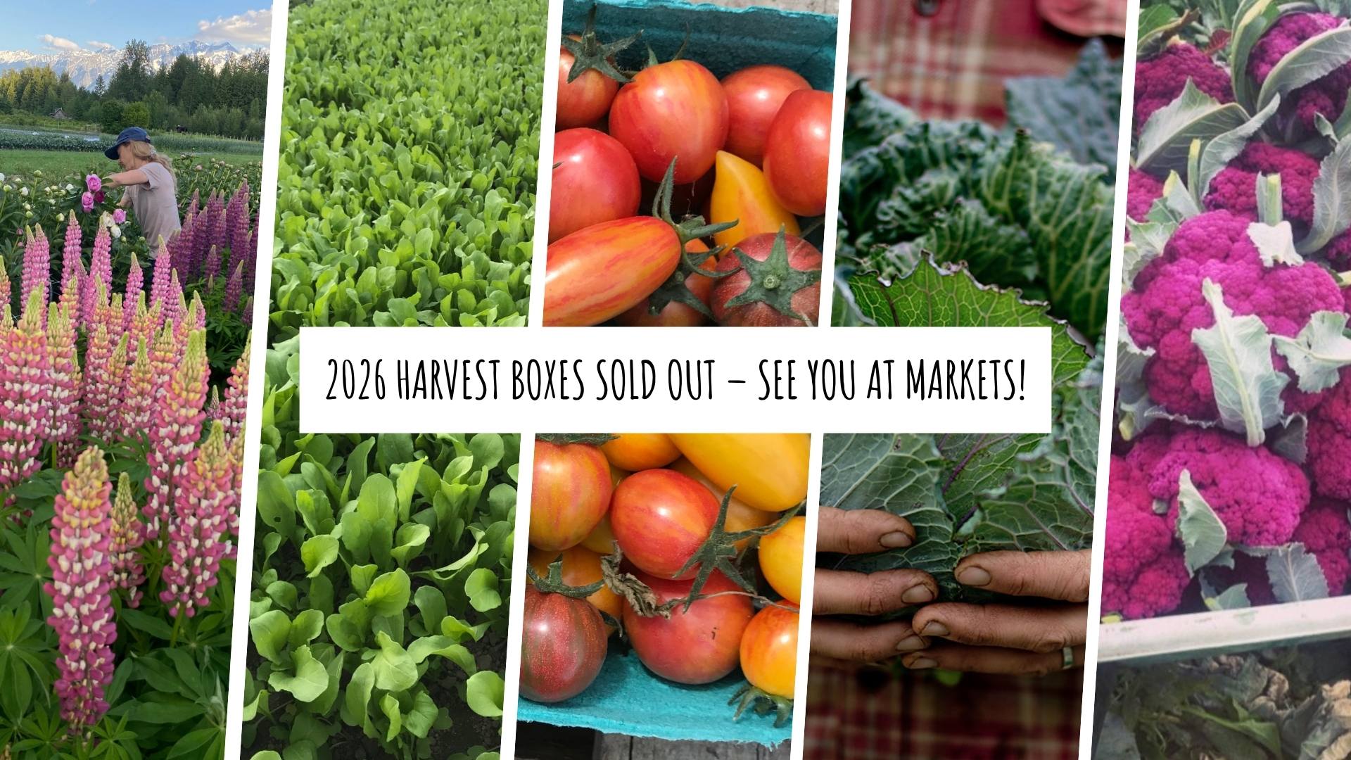 Ice Cap Organics 2026 Harvest Box CSA is sold out — certified organic vegetables from Pemberton, BC